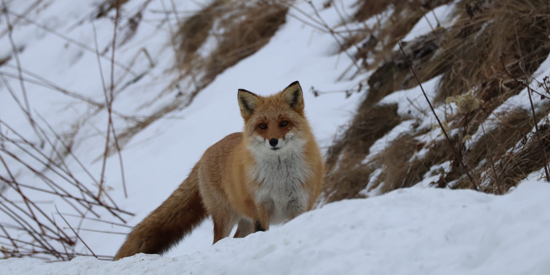 狐についての怪異現象色々話して欲しいスレ